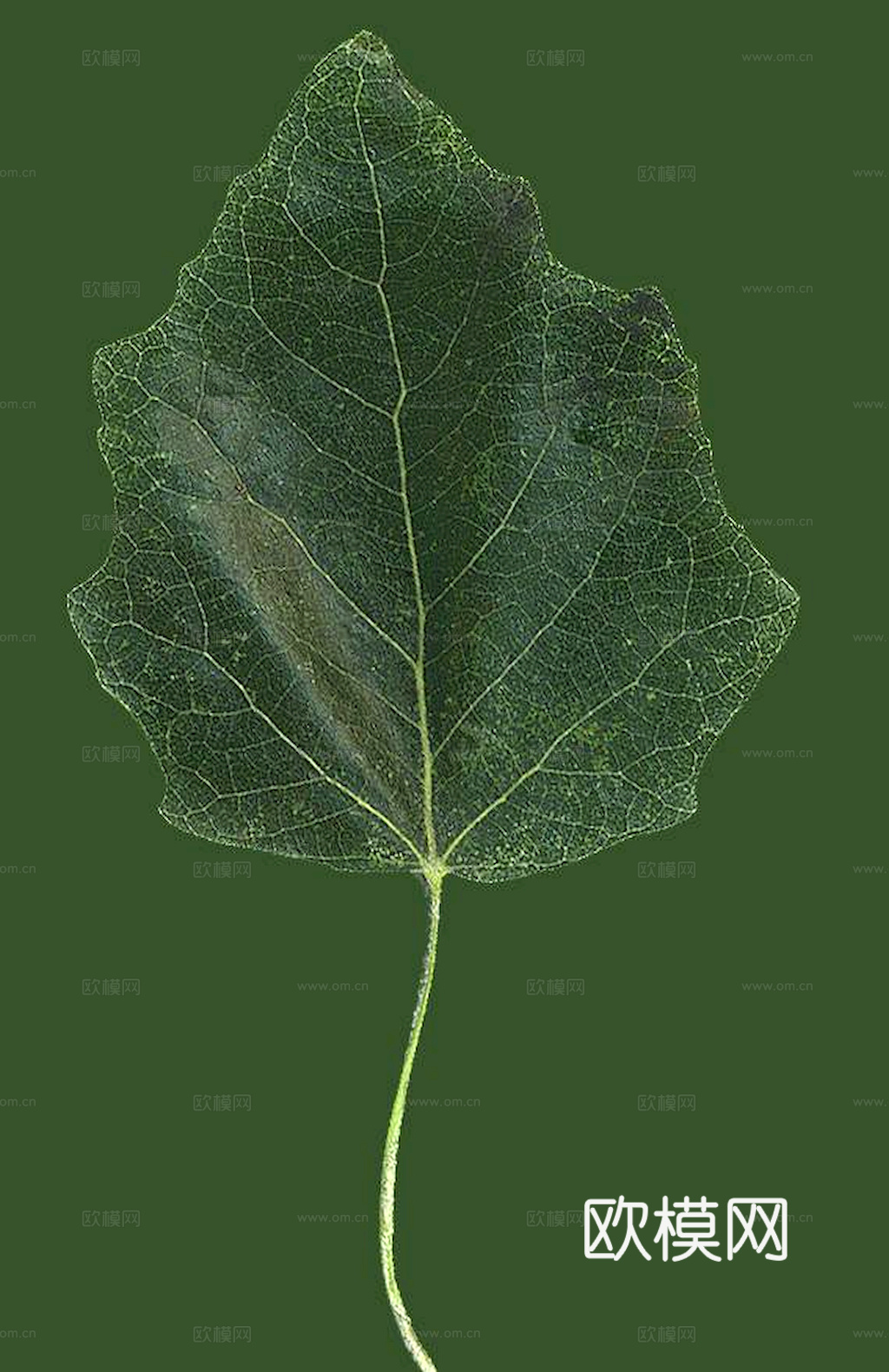 植物树叶 叶子  叶片纹理 绿叶 黄叶 红叶 绿植下载