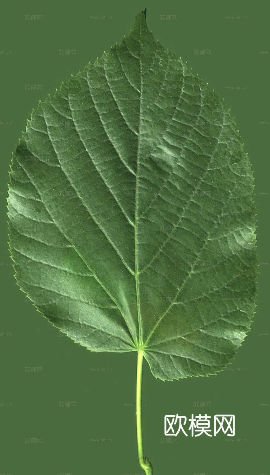 植物树叶 叶子  叶片纹理 绿叶 黄叶 红叶 绿植下载