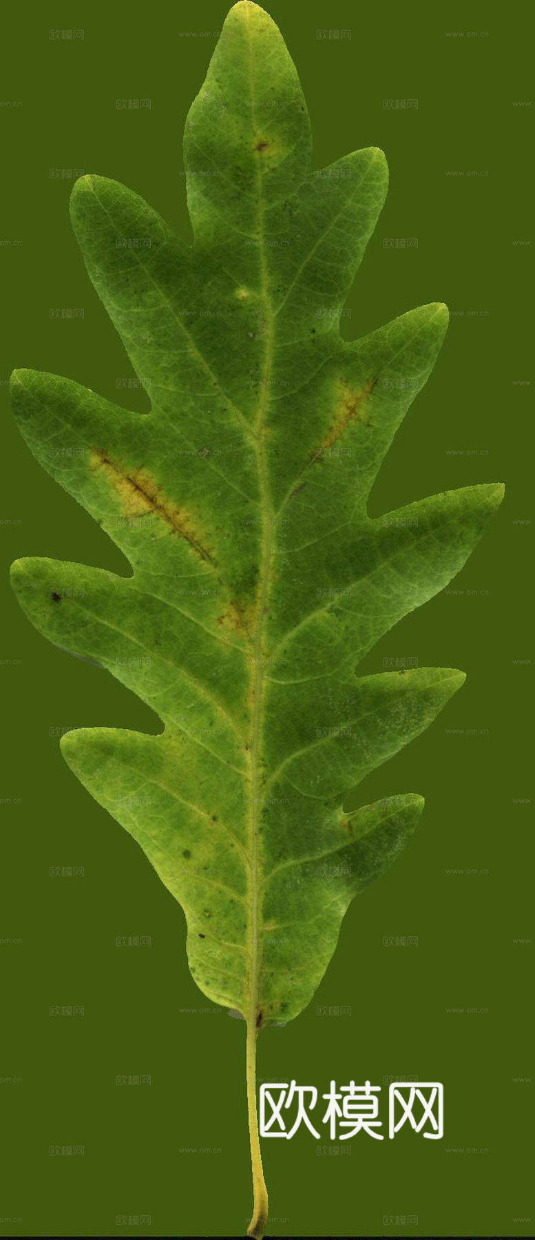 植物树叶 叶子  叶片纹理 绿叶 黄叶 红叶 绿植下载
