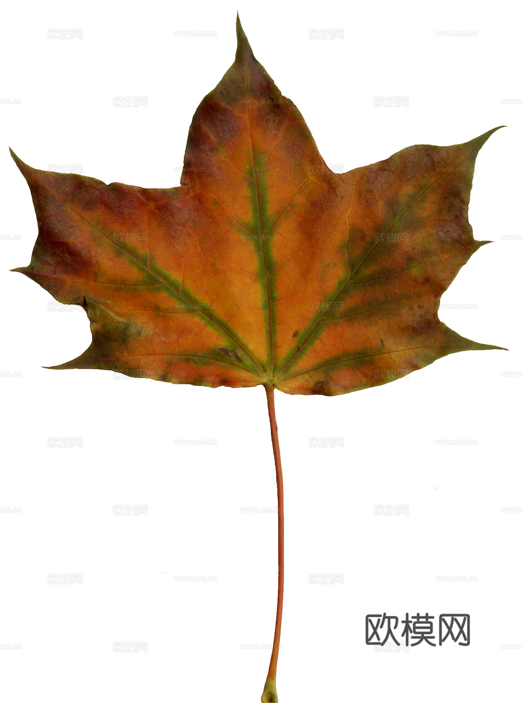 植物树叶 叶子  叶片纹理 绿叶 黄叶 红叶 绿植下载