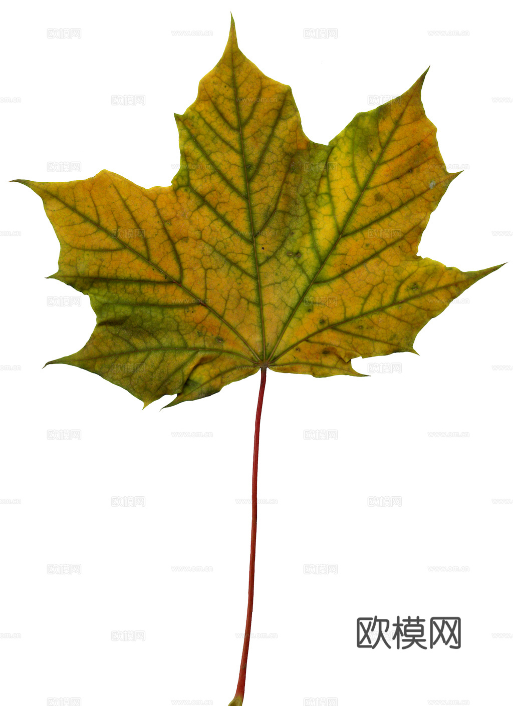 植物树叶 叶子  叶片纹理 绿叶 黄叶 红叶 绿植下载