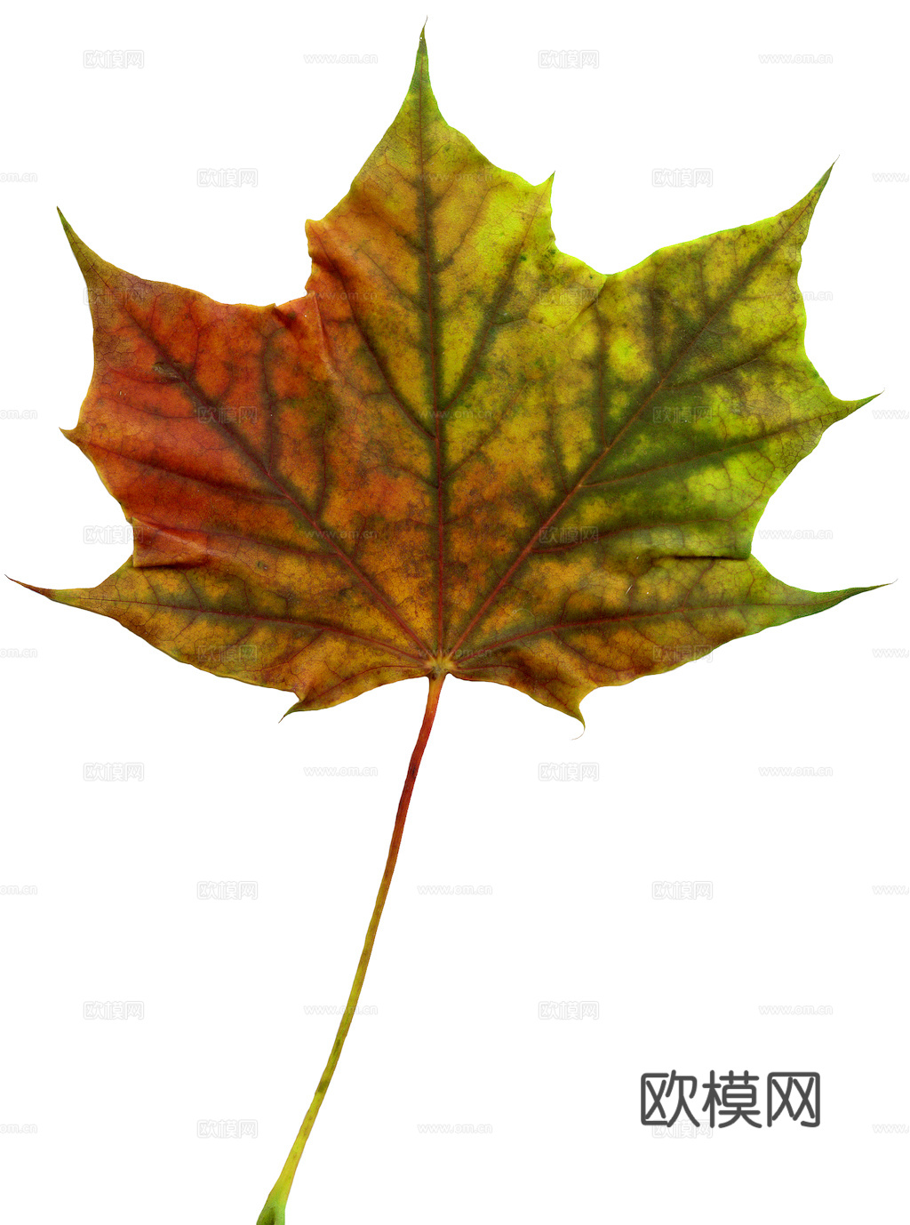 植物树叶 叶子  叶片纹理 绿叶 黄叶 红叶 绿植下载