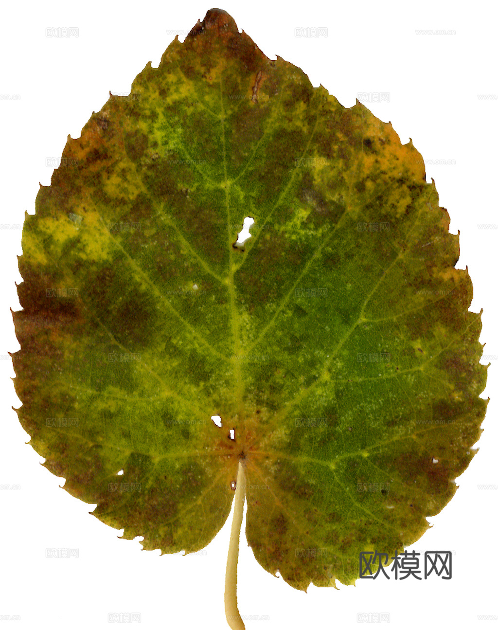 植物树叶 叶子  叶片纹理 绿叶 黄叶 红叶 绿植下载