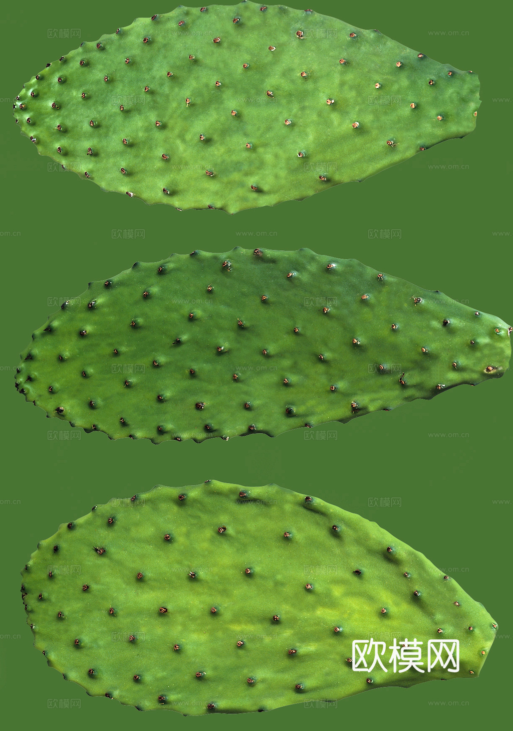 植物树叶 叶子  叶片纹理 绿叶 黄叶 红叶 绿植下载