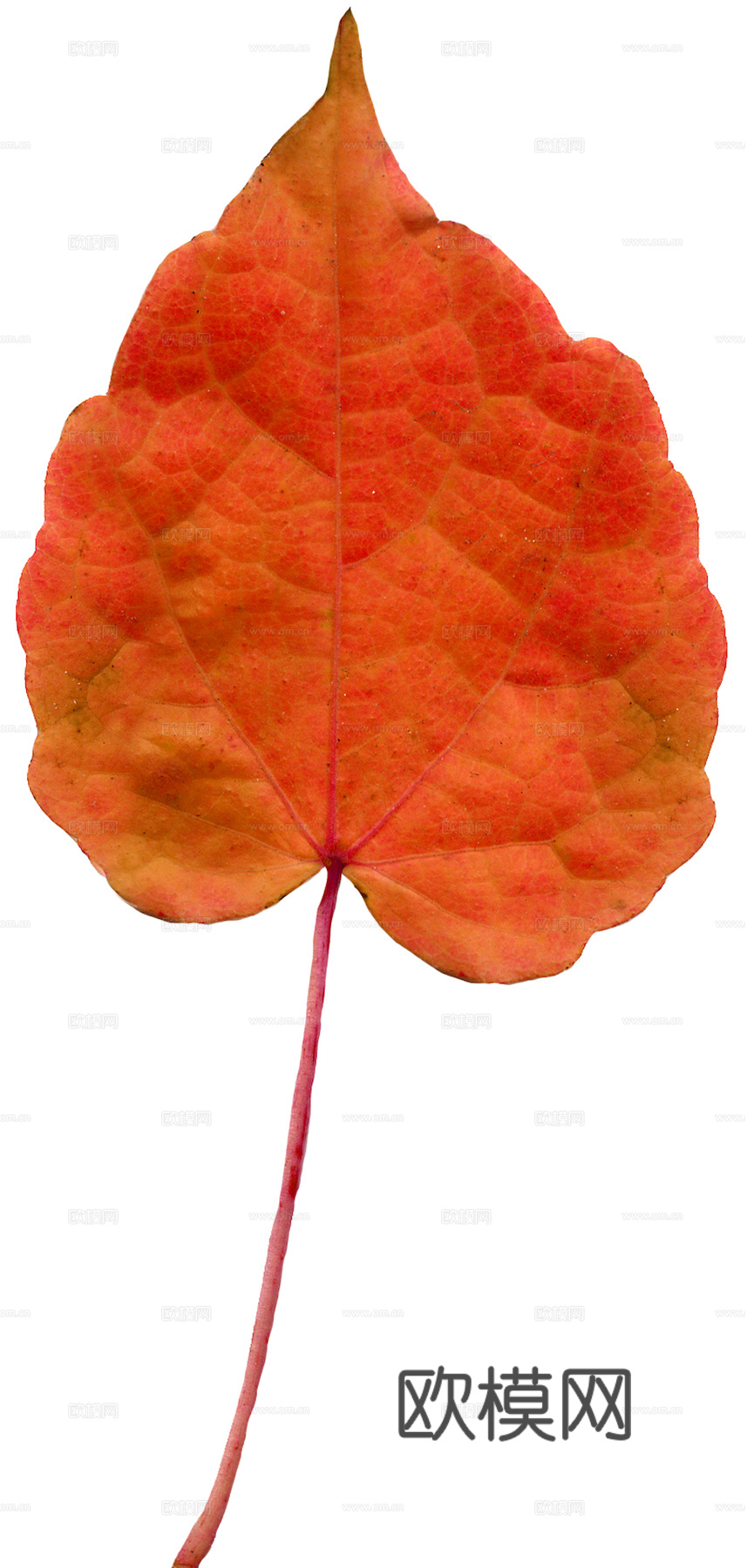 植物树叶 叶子  叶片纹理 绿叶 黄叶 红叶 绿植下载