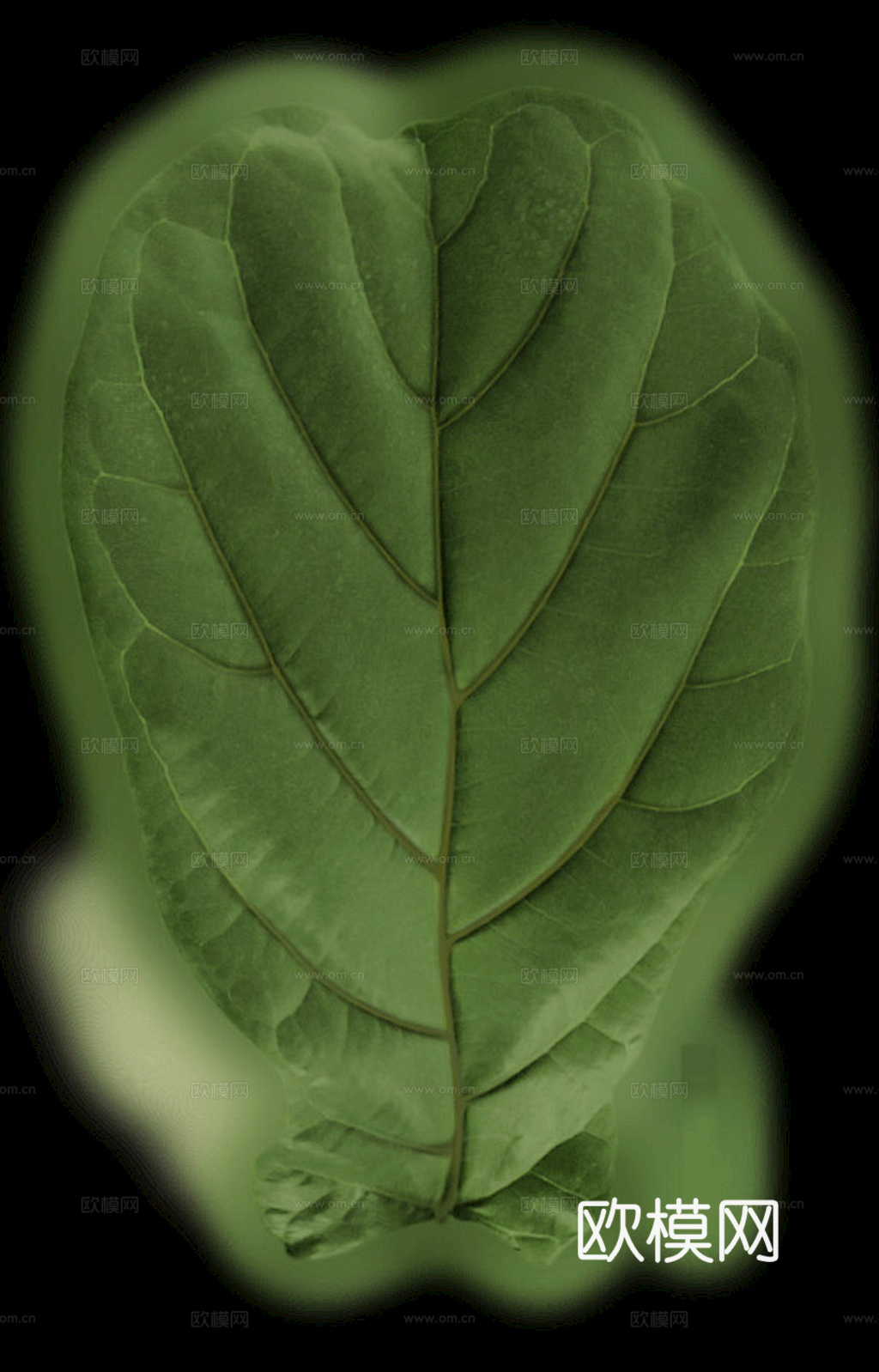 植物树叶 叶子  叶片纹理 绿叶 黄叶 红叶 绿植下载