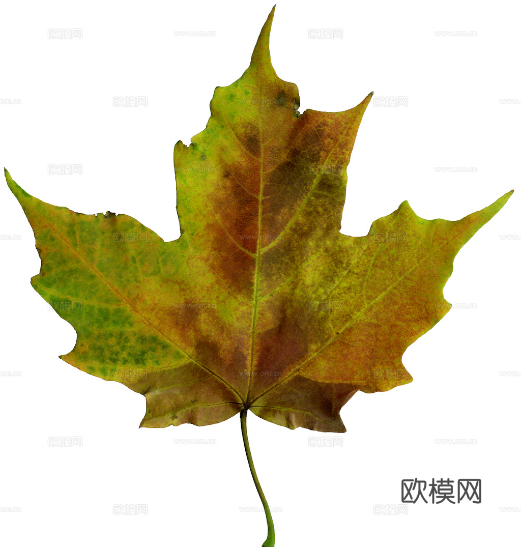 植物树叶 叶子  叶片纹理 绿叶 黄叶 红叶 绿植下载