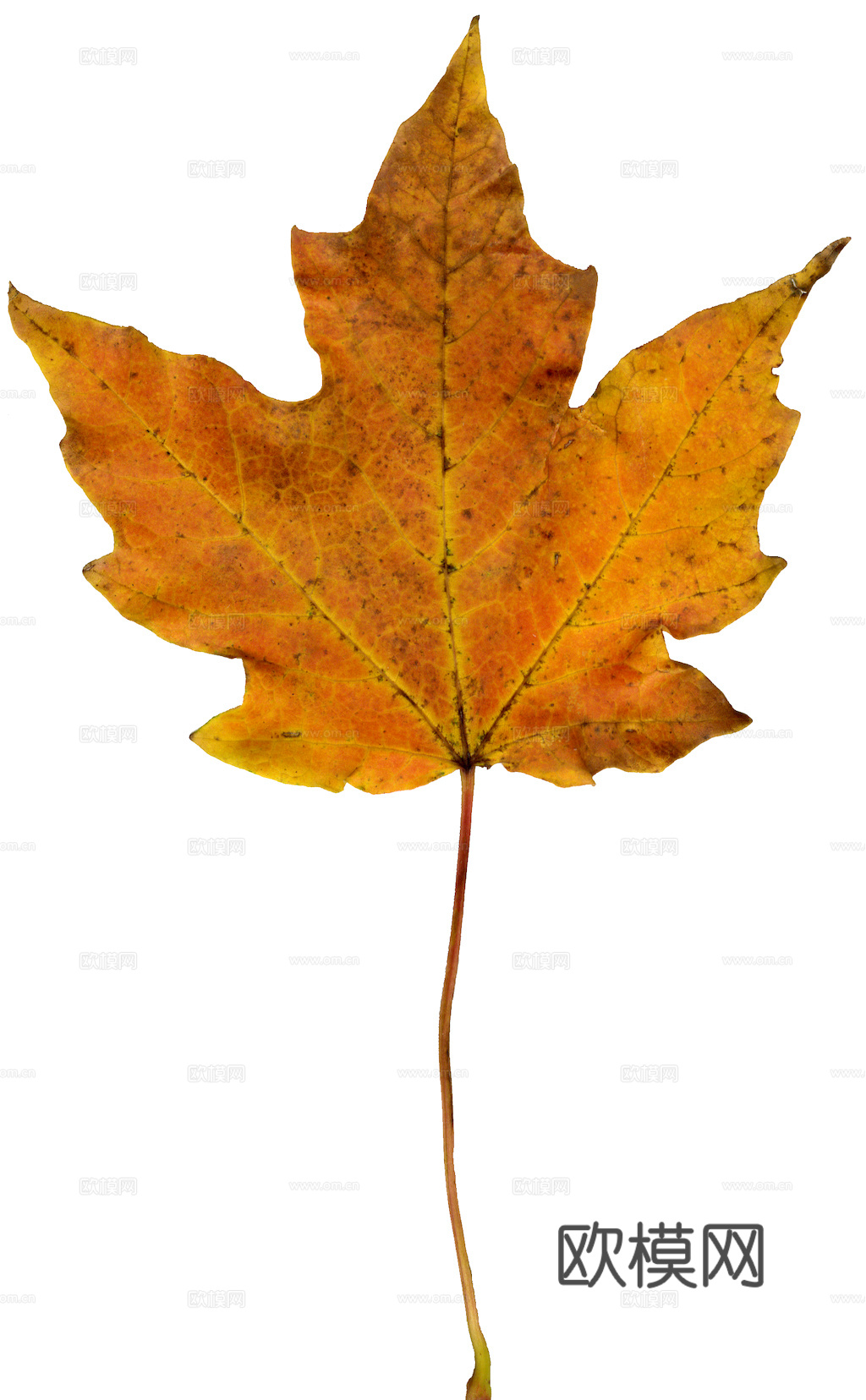 植物树叶 叶子  叶片纹理 绿叶 黄叶 红叶 绿植下载