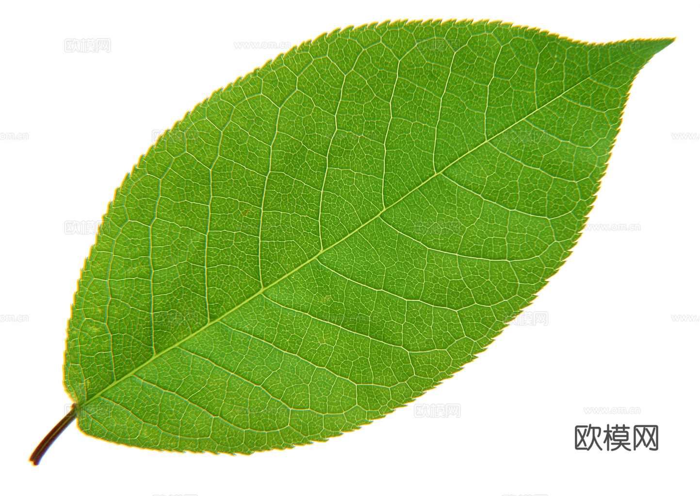 植物树叶 叶子  叶片纹理 绿叶 黄叶 红叶 绿植下载