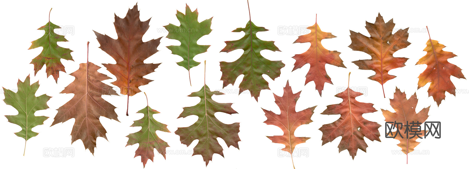 植物树叶 叶子  叶片纹理 绿叶 黄叶 红叶 绿植下载