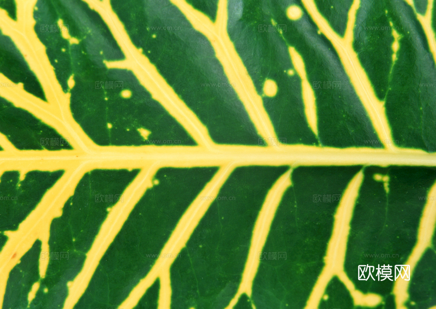 植物树叶 叶子  叶片纹理 绿叶 黄叶 红叶 绿植下载