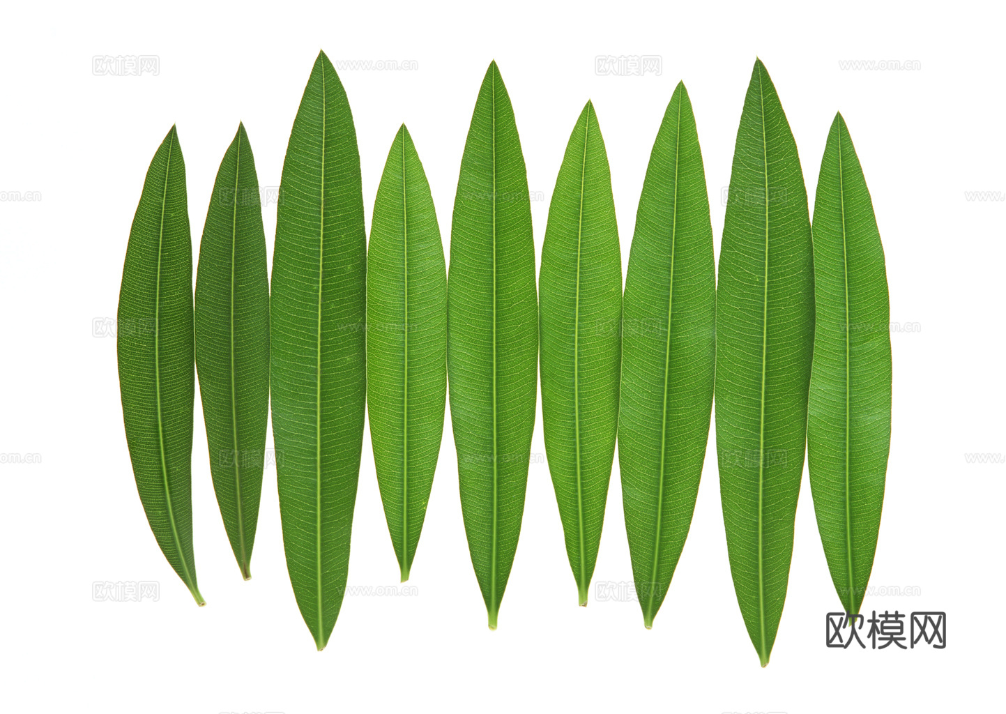 植物树叶 叶子  叶片纹理 绿叶 黄叶 红叶 绿植下载