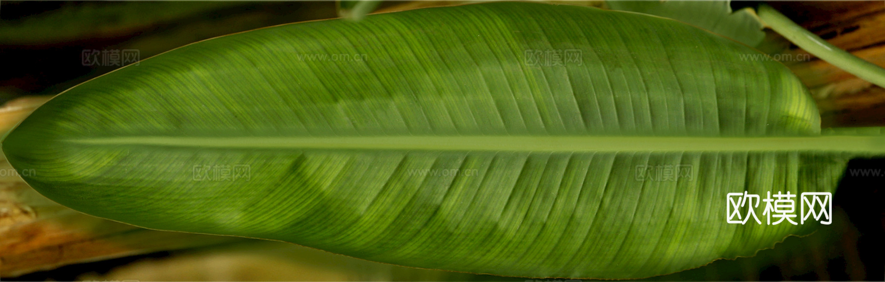 植物树叶 叶子  叶片纹理 绿叶 黄叶 红叶 绿植下载