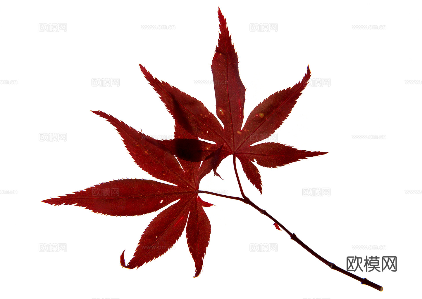 植物树叶 叶子  叶片纹理 绿叶 黄叶 红叶 绿植下载