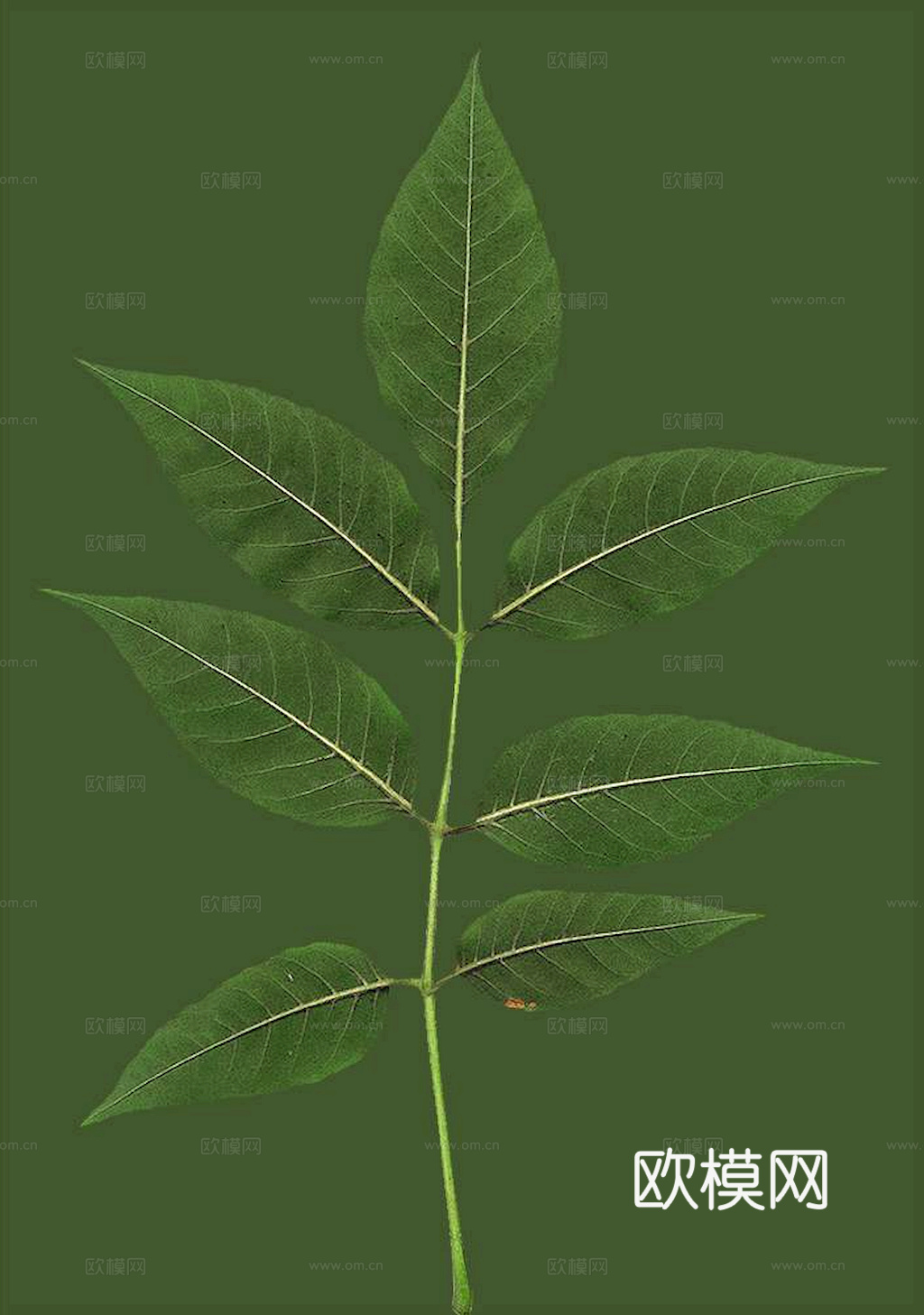 植物树叶 叶子  叶片纹理 绿叶 黄叶 红叶 绿植下载