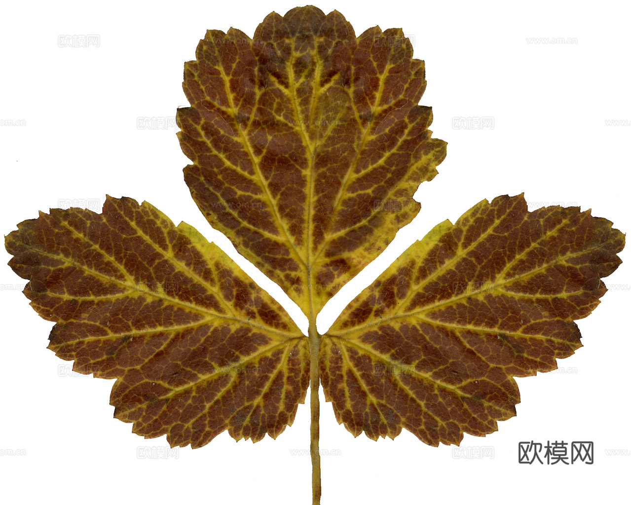 植物树叶 叶子  叶片纹理 绿叶 黄叶 红叶 绿植下载