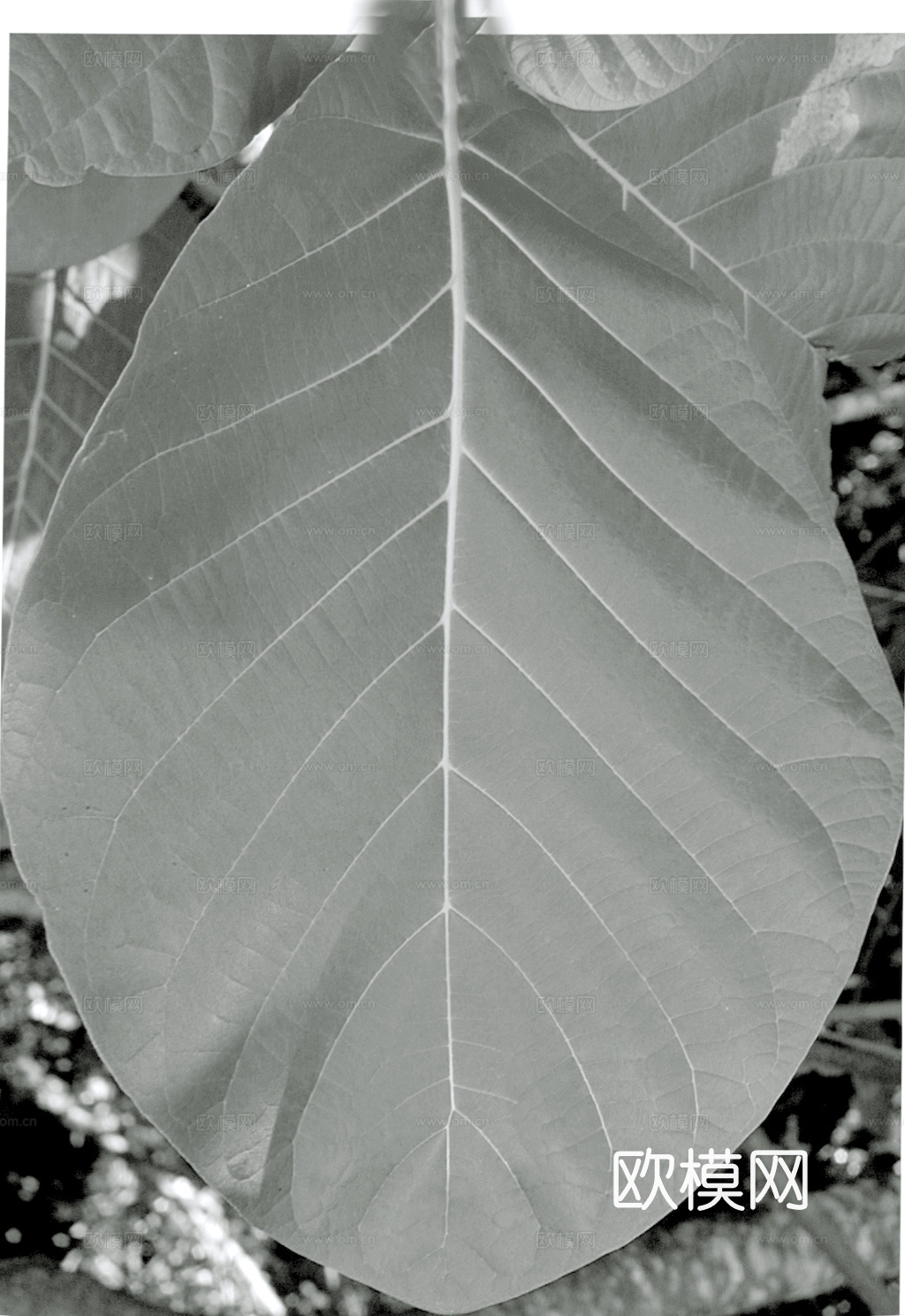 植物树叶 叶子  叶片纹理 绿叶 黄叶 红叶 绿植下载