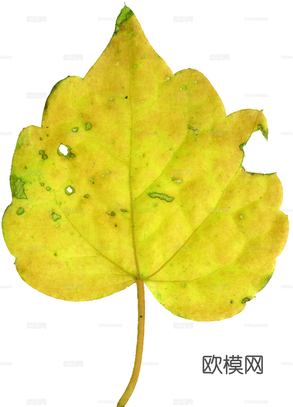 植物树叶 叶子  叶片纹理 绿叶 黄叶 红叶 绿植下载