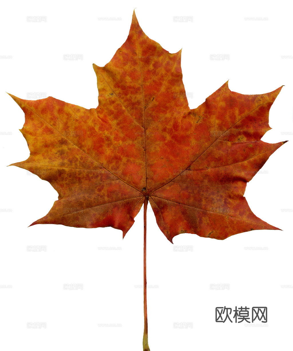 植物树叶 叶子  叶片纹理 绿叶 黄叶 红叶 绿植下载