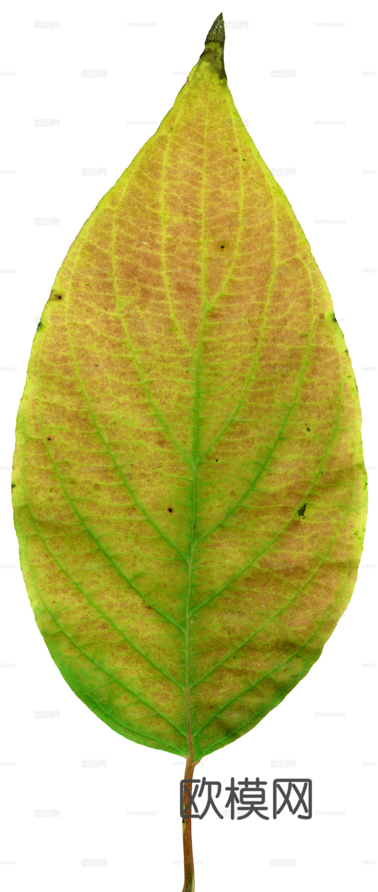 植物树叶 叶子  叶片纹理 绿叶 黄叶 红叶 绿植下载