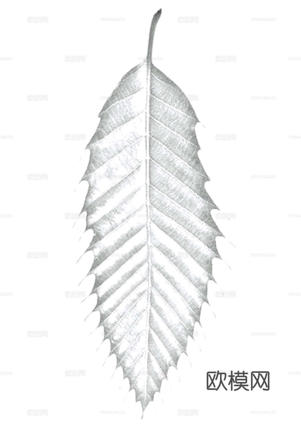 植物树叶 叶子  叶片纹理 绿叶 黄叶 红叶 绿植下载