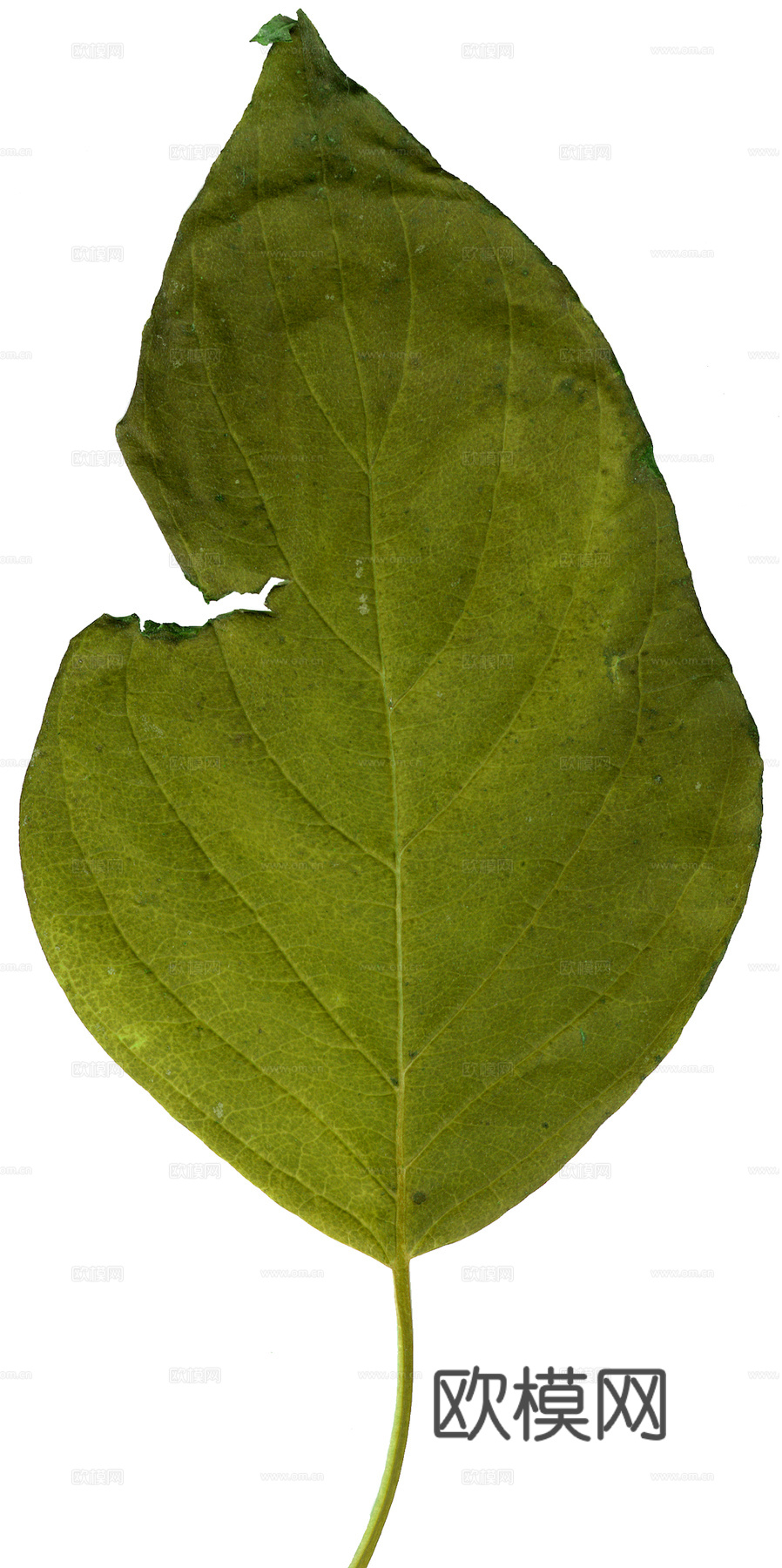 植物树叶 叶子  叶片纹理 绿叶 黄叶 红叶 绿植下载