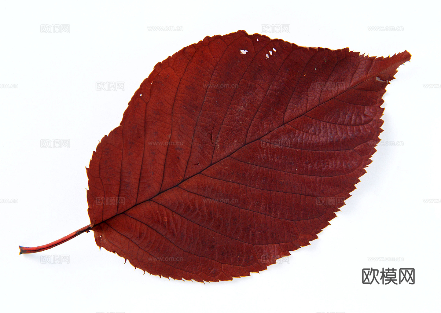 植物树叶 叶子  叶片纹理 绿叶 黄叶 红叶 绿植下载