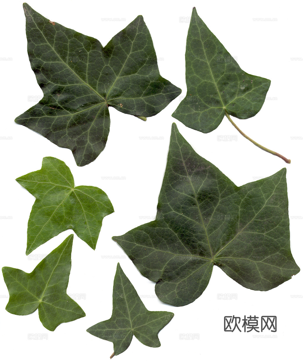 植物树叶 叶子  叶片纹理 绿叶 黄叶 红叶 绿植下载