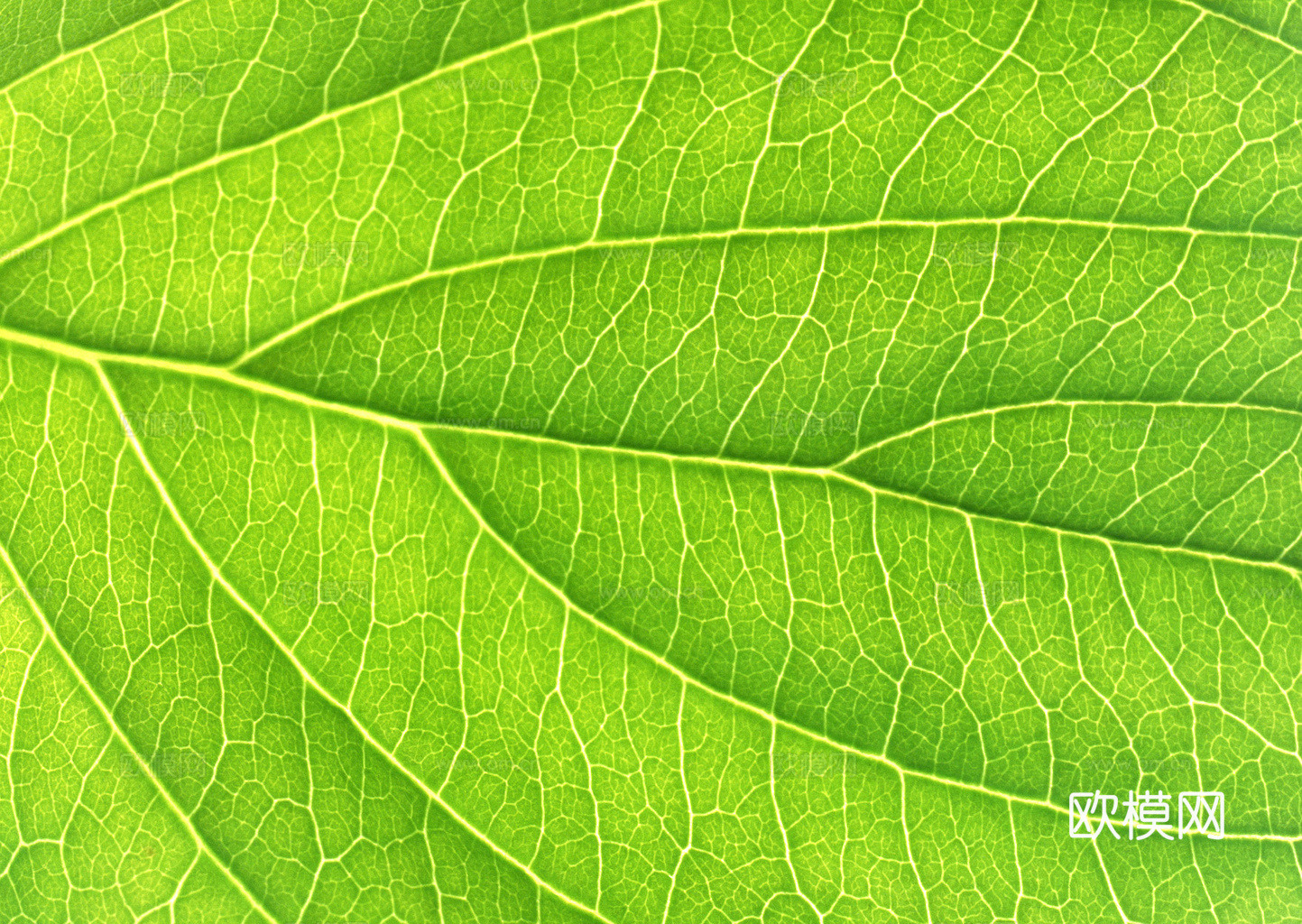 植物树叶 叶子  叶片纹理 绿叶 黄叶 红叶 绿植下载