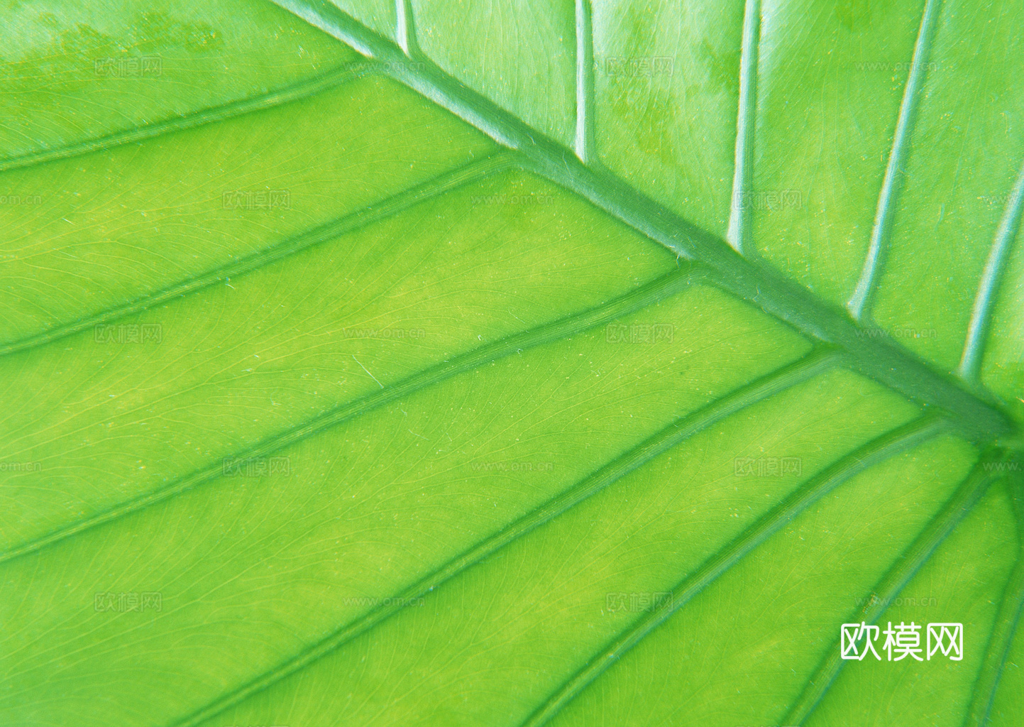植物树叶 叶子  叶片纹理 绿叶 黄叶 红叶 绿植下载