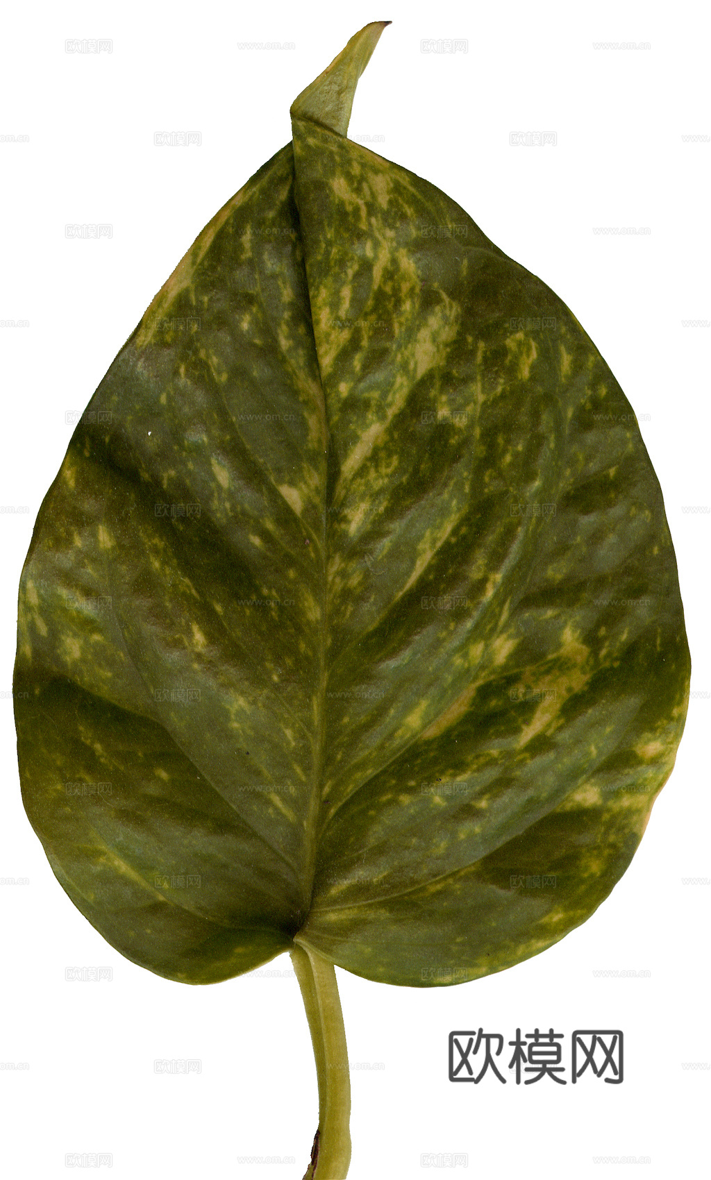 植物树叶 叶子  叶片纹理 绿叶 黄叶 红叶 绿植下载