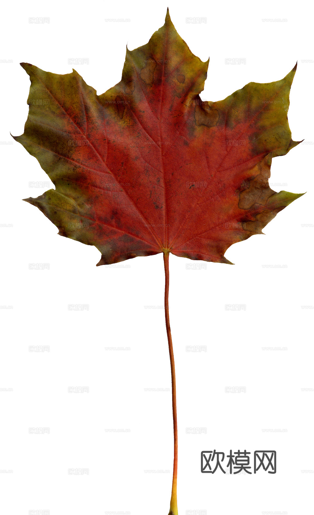 植物树叶 叶子  叶片纹理 绿叶 黄叶 红叶 绿植下载