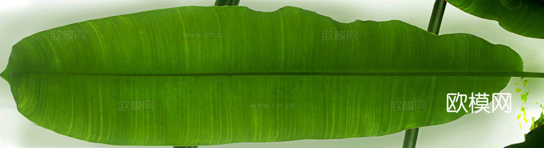 植物树叶 叶子  叶片纹理 绿叶 黄叶 红叶 绿植下载