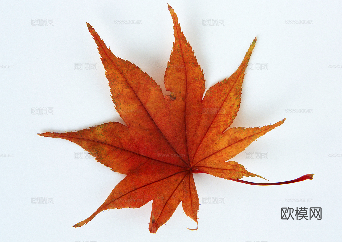 植物树叶 叶子  叶片纹理 绿叶 黄叶 红叶 绿植下载