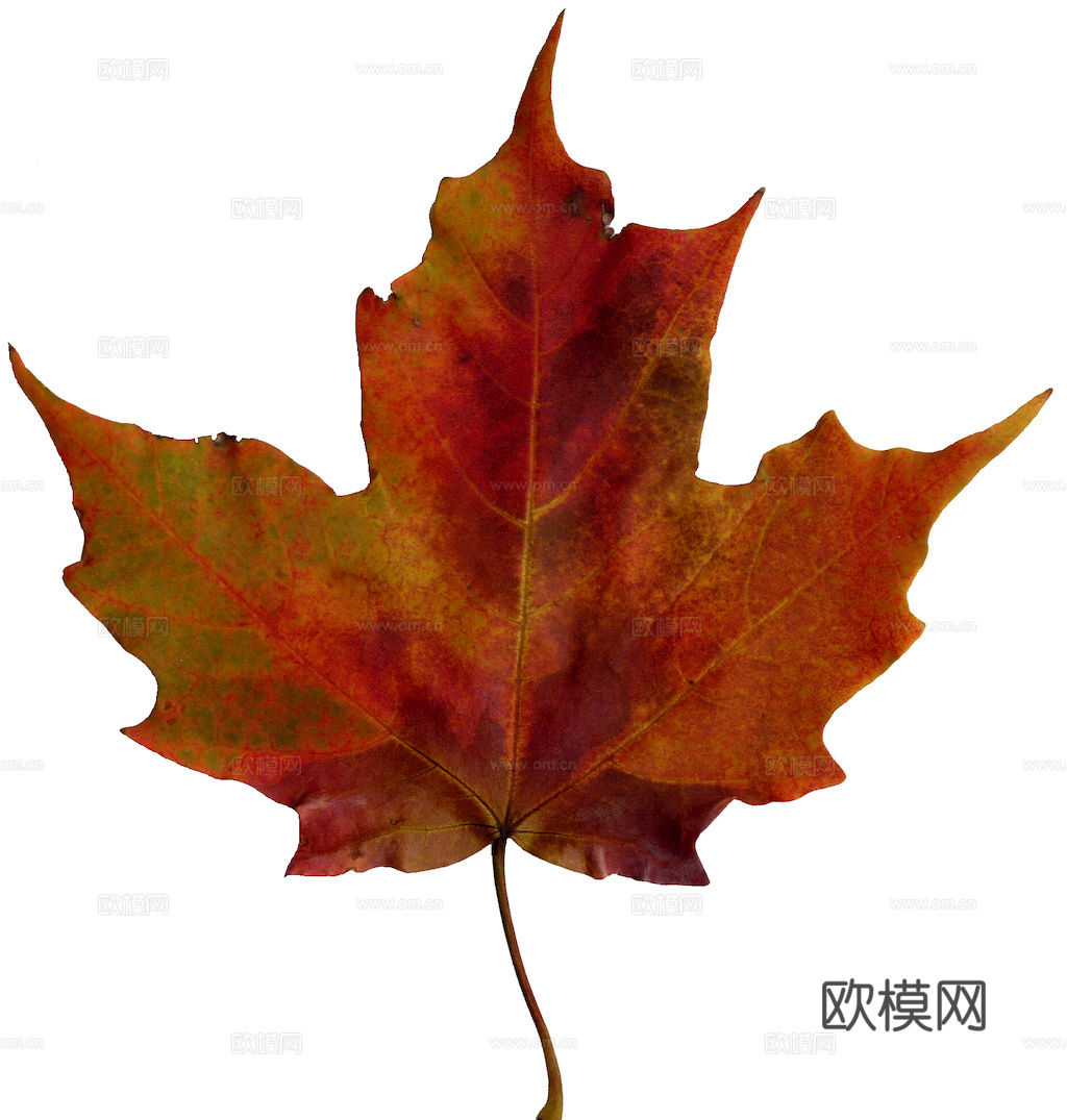 植物树叶 叶子  叶片纹理 绿叶 黄叶 红叶 绿植下载