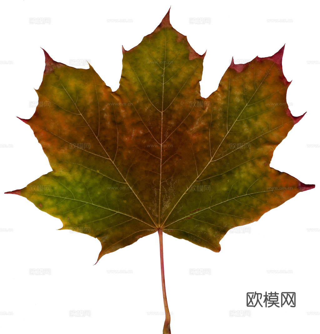 植物树叶 叶子  叶片纹理 绿叶 黄叶 红叶 绿植下载