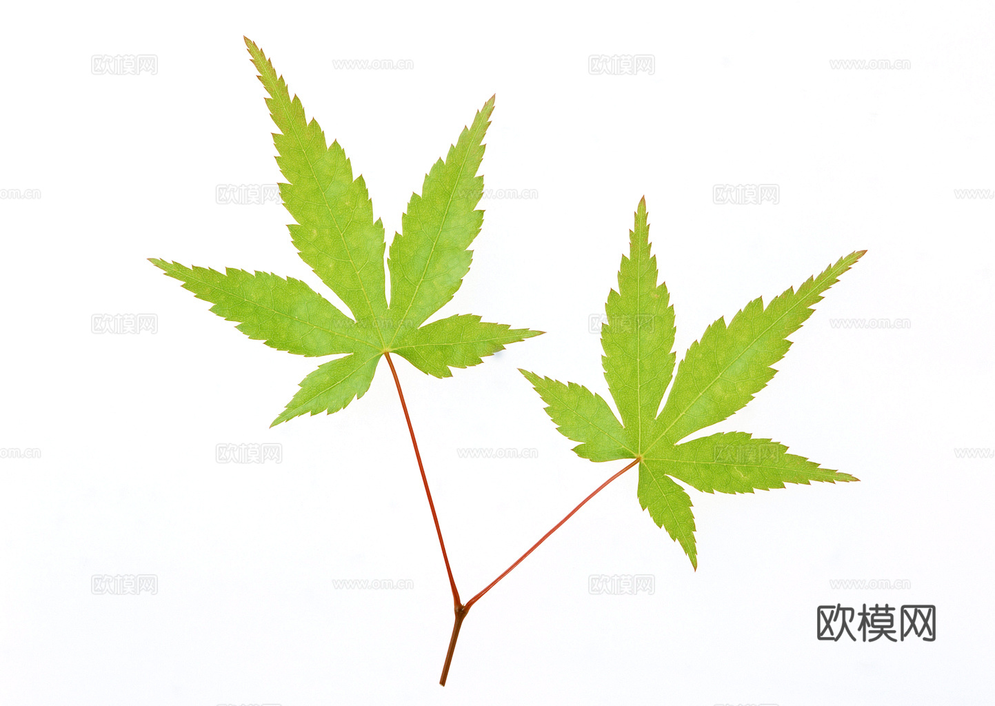 植物树叶 叶子  叶片纹理 绿叶 黄叶 红叶 绿植下载