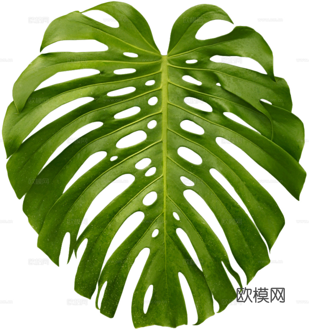 植物树叶 叶子  叶片纹理 绿叶 黄叶 红叶 绿植下载