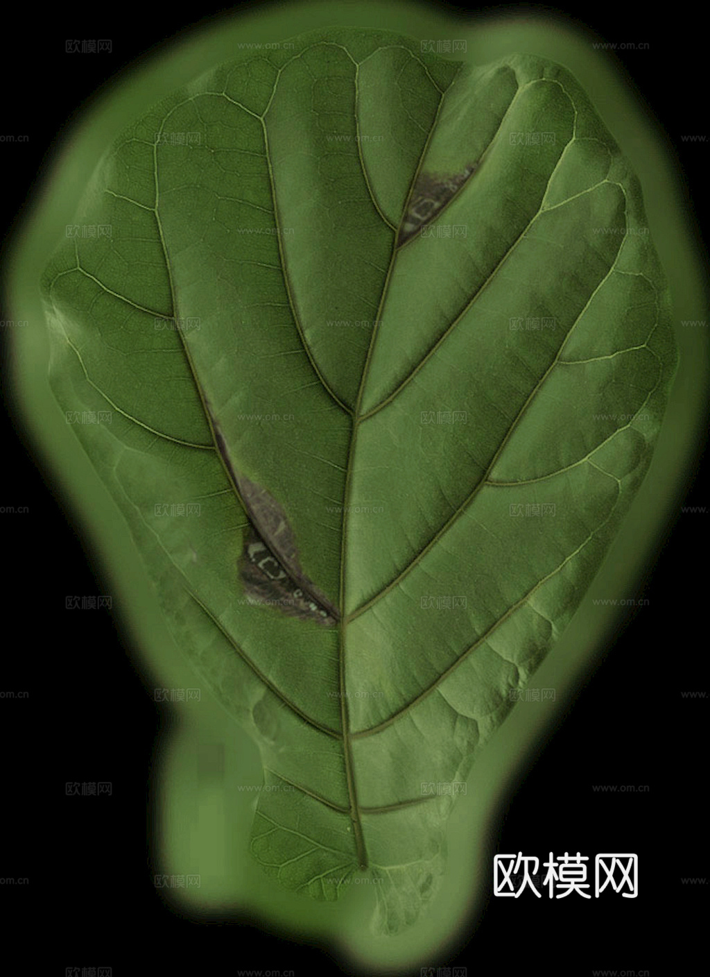 植物树叶 叶子  叶片纹理 绿叶 黄叶 红叶 绿植下载