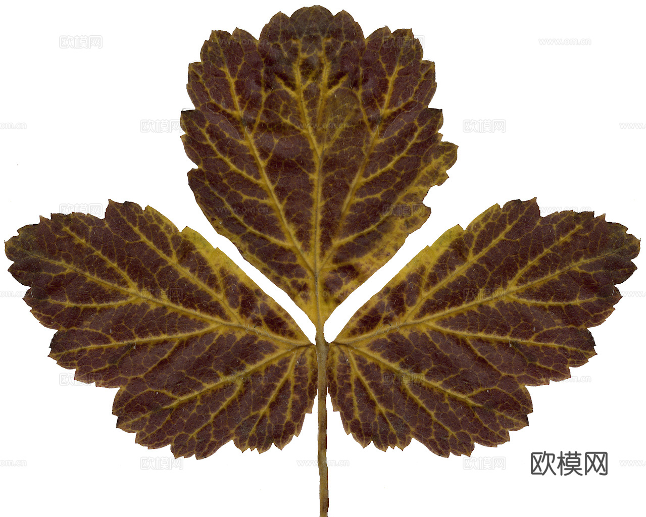 植物树叶 叶子  叶片纹理 绿叶 黄叶 红叶 绿植下载