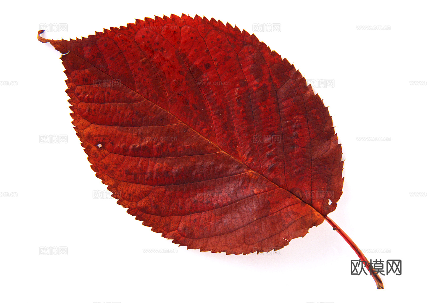 植物树叶 叶子  叶片纹理 绿叶 黄叶 红叶 绿植下载