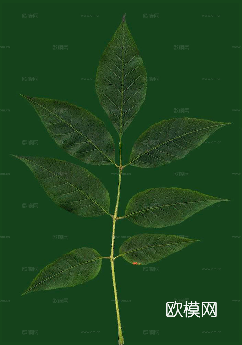 植物树叶 叶子  叶片纹理 绿叶 黄叶 红叶 绿植下载