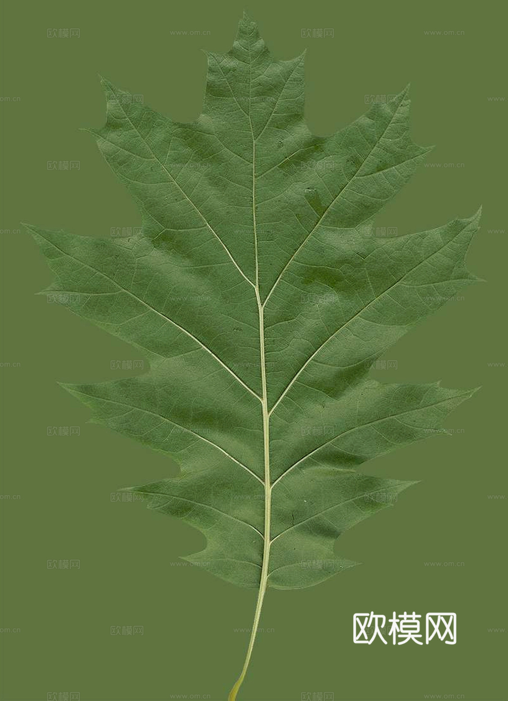 植物树叶 叶子  叶片纹理 绿叶 黄叶 红叶 绿植下载