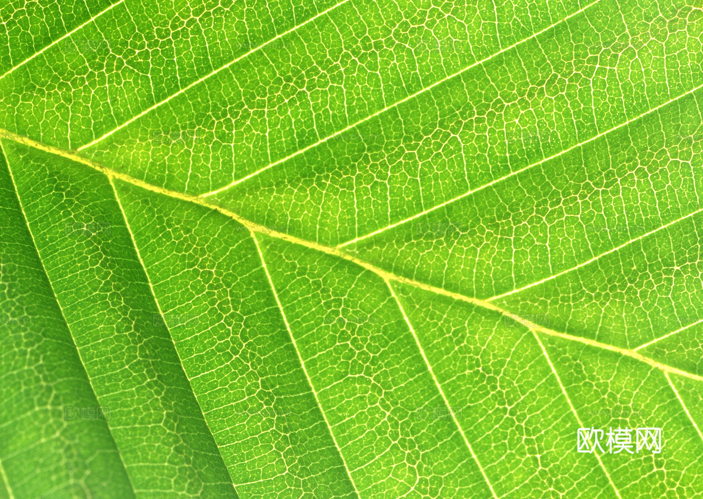 植物树叶 叶子  叶片纹理 绿叶 黄叶 红叶 绿植下载