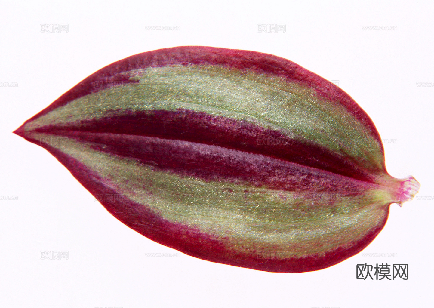 植物树叶 叶子  叶片纹理 绿叶 黄叶 红叶 绿植下载