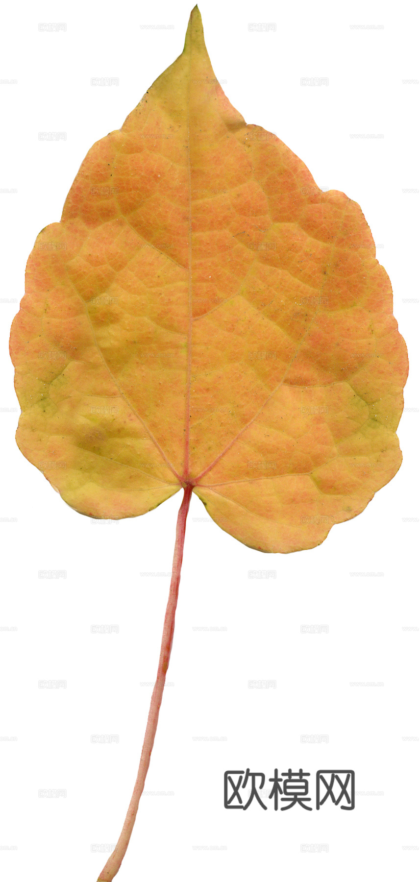 植物树叶 叶子  叶片纹理 绿叶 黄叶 红叶 绿植下载