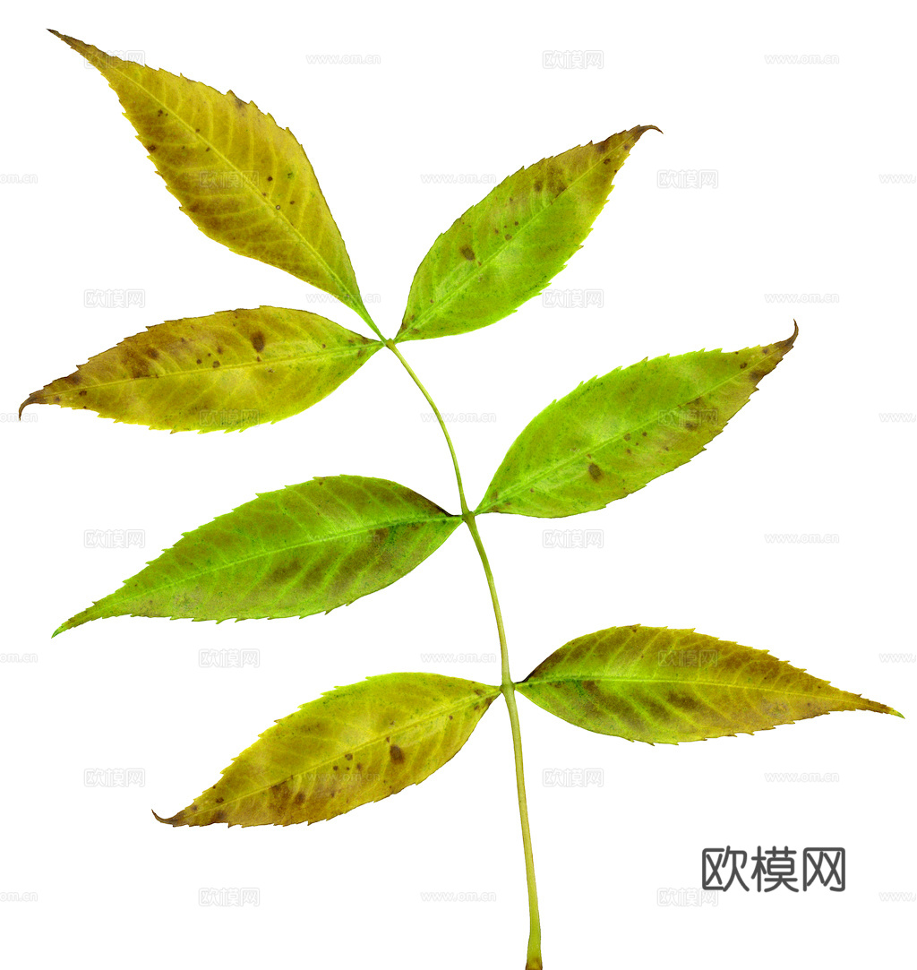 植物树叶 叶子  叶片纹理 绿叶 黄叶 红叶 绿植下载