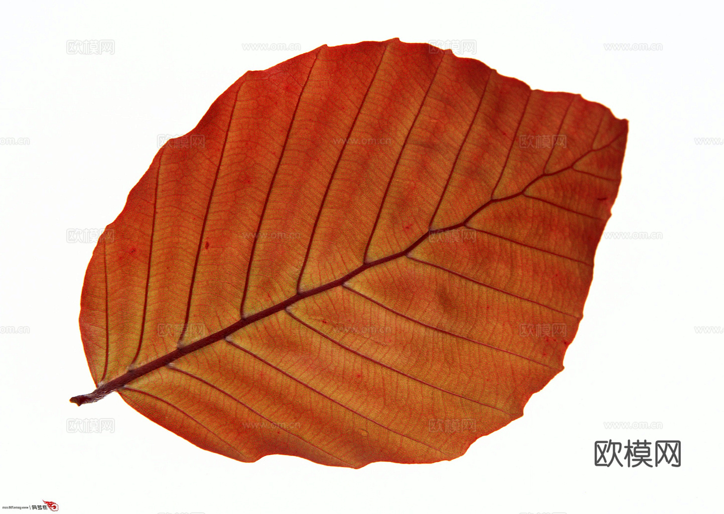 植物树叶 叶子  叶片纹理 绿叶 黄叶 红叶 绿植下载