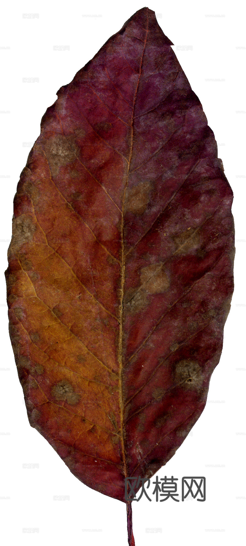 植物树叶 叶子  叶片纹理 绿叶 黄叶 红叶 绿植下载