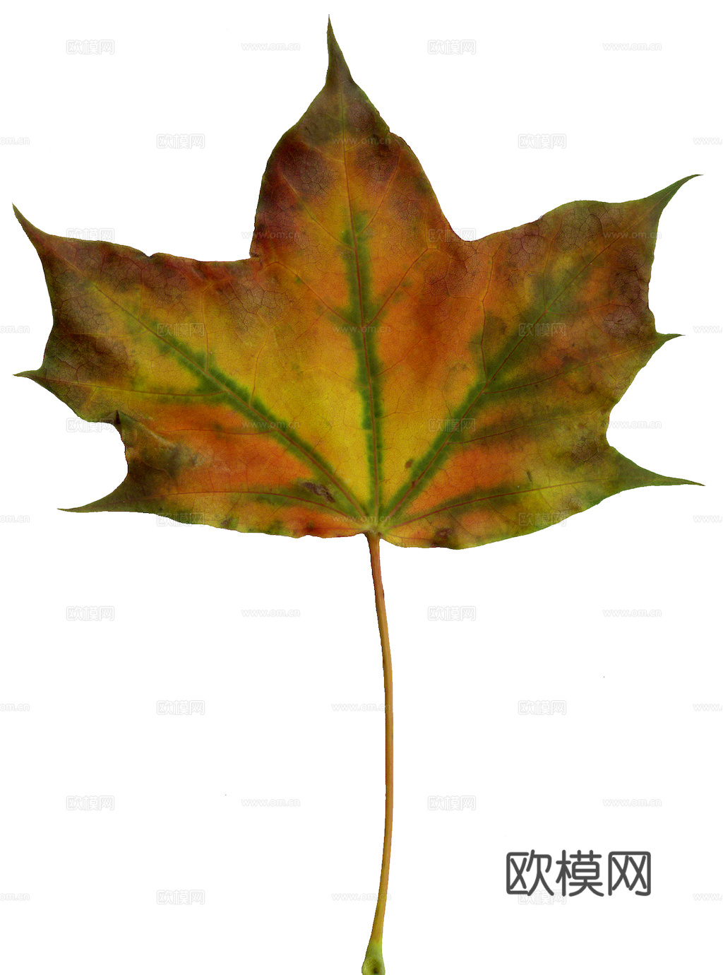 植物树叶 叶子  叶片纹理 绿叶 黄叶 红叶 绿植下载